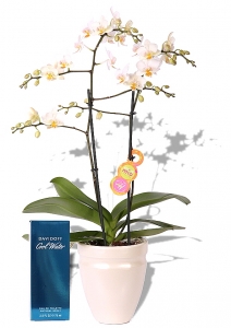 Coole Orchidee
