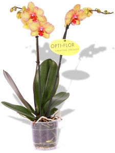 Phalaenopsis Orchidee Snakeskin