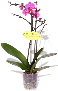 Phalaenopsis Orchidee Bright Pink