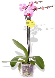 Phalaenopsis Orchidee Pink Panther