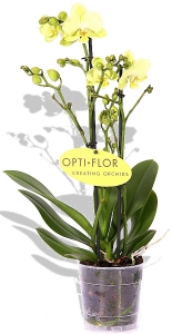 Phalaenopsis Orchidee Green Dream