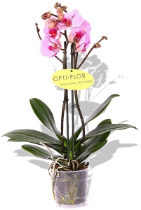 Phalaenopsis Orchidee Pink Panther