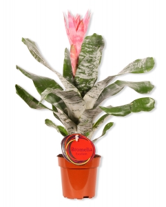 Aechmea fasciata Lanzenrosette