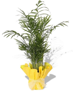 Chamadorea Eleganz