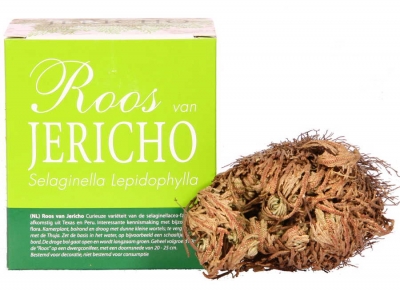 Selaginella lepidophylla Rose von Jericho
