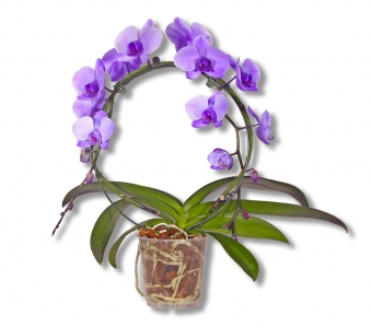 Phalaenopsis Orchidee blauer Bogen