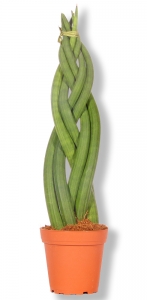 Sansevieria cylindrica geflochten Schwiegermutterzunge Bogenhanf