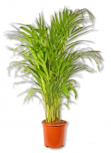 Arecapalme Chrysalidocarpus lutescens Goldfruchtpalme