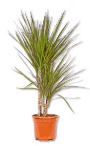 Dracaena marginata Drachenbaum