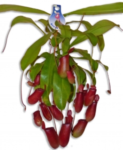 Nepenthes Bloody Mary Fleischfressende Kannenpflanze