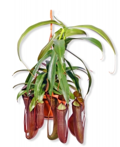 Nepenthes Louisa Fleischfressende Kannenpflanze