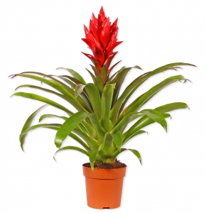 Bromelie Guzvriesea Patricia