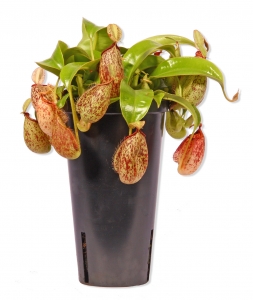 Nepenthes Hookeriana Fleischfressende Kannenpflanze