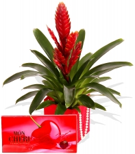 Lieblingsfarbe rot