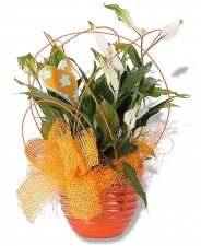 Spathiphyllum Chopin