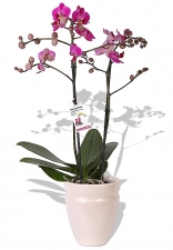 Orchidee Violet