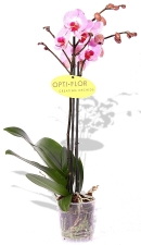 Phalaenopsis Orchidee Pink Panther