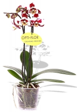 Phalaenopsis Orchidee Harlekin