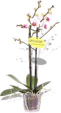 Phalaenopsis Orchidee Pink Lips