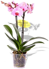 Phalaenopsis Orchidee Pink Panther