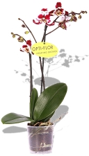 Phalaenopsis Orchidee Harlekin