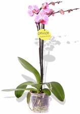 Phalaenopsis Orchidee Pink Panther