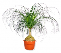 Beaucarnea recurvata