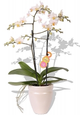 Wei�e Orchidee