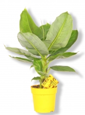 Banane Musa tropicana