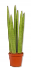 Sansevieria cylindrica Schwiegermutterzunge Bogenhanf