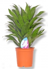 Dracaena demerensis compacta Drachenbaum