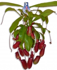 Nepenthes Bloody Mary Fleischfressende Kannenpflanze