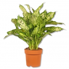Dieffenbachia seguine Dieffenbachie