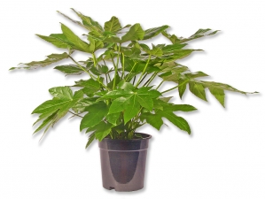 Aralie Fatsia japonica Zimmeraralie
