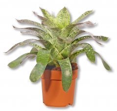Bromelie brigada Bromelia Vriesea