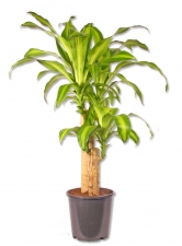 Dracaena fragans Drachenbaum
