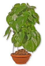 Dioscorea Schildkr�tenpflanze Caudex