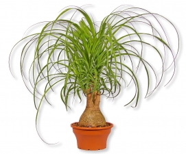 Beaucarnea recurvata