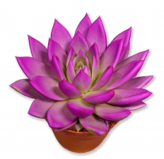 Beaucarnea recurvata Flaschenbaum Elefantenfu�