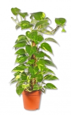 Scindapsus Efeutute