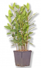 Laurus Nobilis Lorbeer Gew�rzlorbeer
