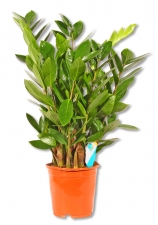 Zamioculcas Zamiopalme