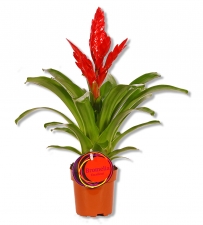 Bromelie Bromelia Vriesea galaxia Feuerschwert