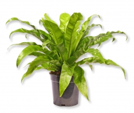 Asplenium antiquum Farn Nestfarn