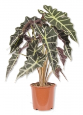 Alocasia polly Alokasie