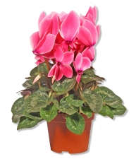 Alpenveilchen Cyclamen persicum