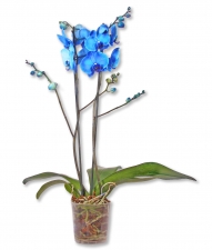 Phalaenopsis Orchidee Blue