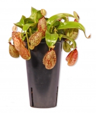 Nepenthes Hookeriana Fleischfressende Kannenpflanze