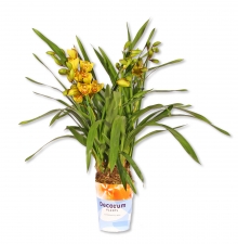 Cymbidium Orchidee Anna Palowna