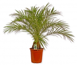 Phoenix roebelenii Phoenixpalme Zwergdattelpalme